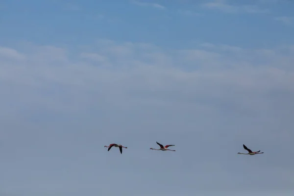 Flamingi Parku Przyrody Delta Ebre Tarragona Północna Hiszpania — Zdjęcie stockowe