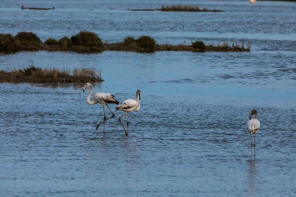 Flamingos Delta Ebre Naturpark Tarragona Norra Spanien — Stockfoto