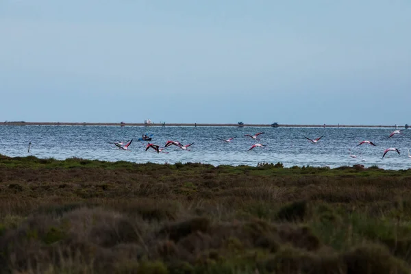Flamingos Delta Ebre Nature Park Tarragona Βόρεια Ισπανία — Φωτογραφία Αρχείου