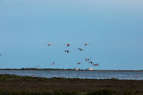 Flamingos Delta Ebre Nature Park Tarragona North Spain — стокове фото