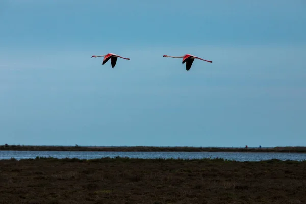 Flamingi Parku Przyrody Delta Ebre Tarragona Północna Hiszpania — Zdjęcie stockowe