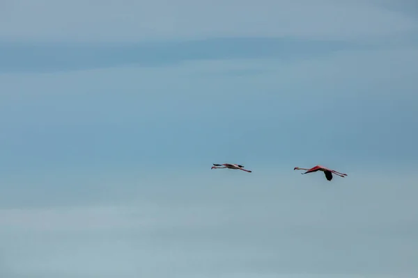 Фламинго Природном Парке Дельта Эбре Таррагона Северная Испания — стоковое фото