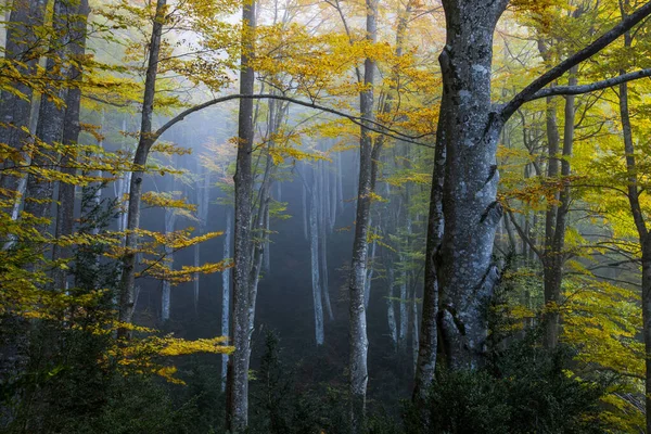 Autumn Grevolosa Forest Osona Barcelona Northern Spain — Stock Photo, Image