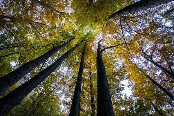 Bosque Otoño Grevolosa Osona Barcelona Norte España — Foto de Stock