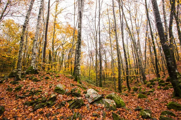 Hösten Fageda Jorda Forest Garrotxa Norra Spanien — Stockfoto