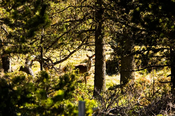 Veados Floresta Capcir Cerdagne Pirinéus França — Fotografia de Stock