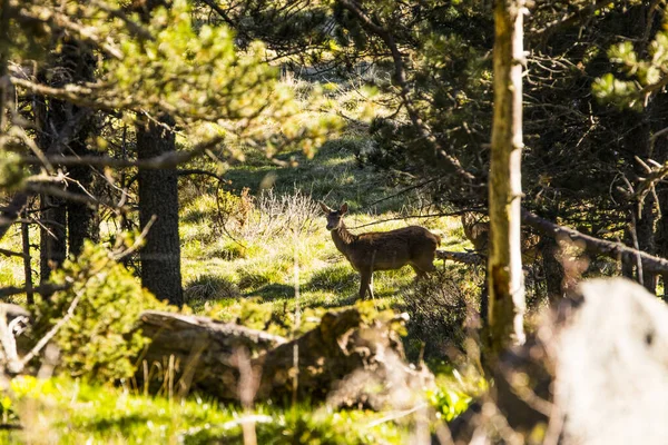 Hirsche Wald Von Capcir Cerdagne Pyrenäen Frankreich — Stockfoto