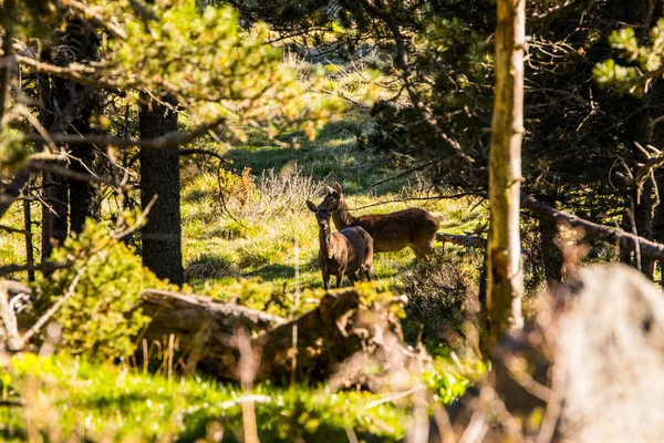 Hirsche Wald Von Capcir Cerdagne Pyrenäen Frankreich — Stockfoto