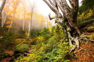 Sonbahar La Grevolosa Ormanı, Osona, Barselona, Kuzey İspanya.
