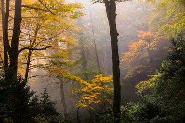 Sonbahar La Grevolosa Ormanı, Osona, Barselona, Kuzey İspanya.