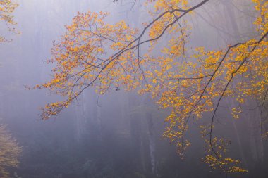Sonbahar La Grevolosa Ormanı, Osona, Barselona, Kuzey İspanya.