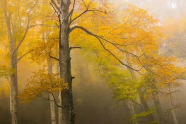 Sonbahar La Grevolosa Ormanı, Osona, Barselona, Kuzey İspanya.