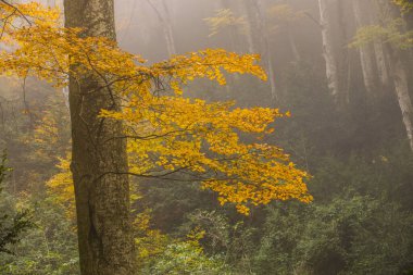Sonbahar La Grevolosa Ormanı, Osona, Barselona, Kuzey İspanya.