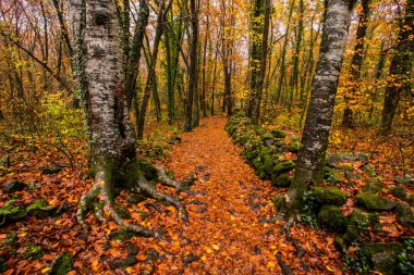 La Fageda D En Jorda Ormanı 'nda sonbahar, La Garrotxa, Kuzey İspanya.