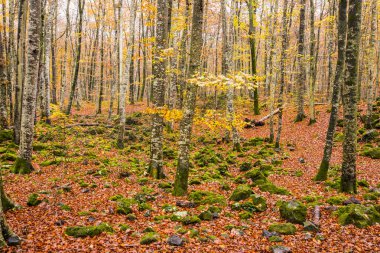 La Fageda D En Jorda Ormanı 'nda sonbahar, La Garrotxa, Kuzey İspanya.