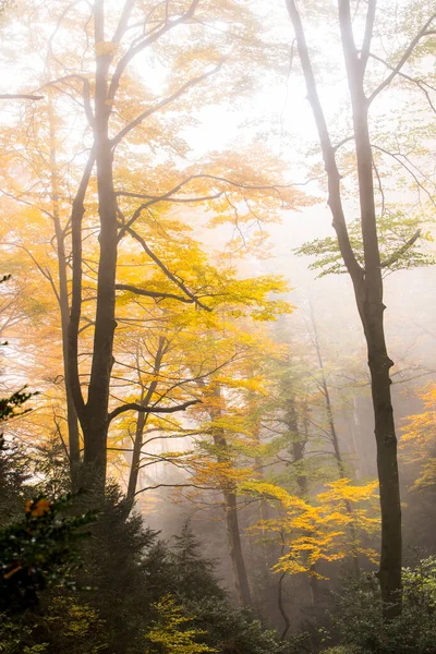 Herfst Bos Grevolosa Osona Barcelona Noord Spanje — Stockfoto