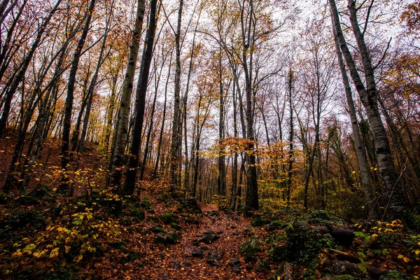秋にLa Fageda Jorda Forest Garrotxa Northern Spain — ストック写真