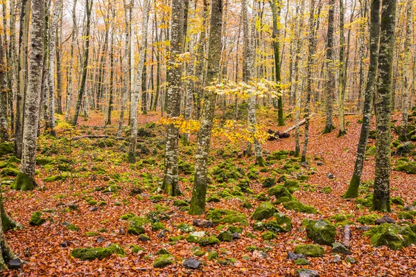 Φθινόπωρο Στη Fageda Jorda Forest Garrotxa Βόρεια Ισπανία — Φωτογραφία Αρχείου