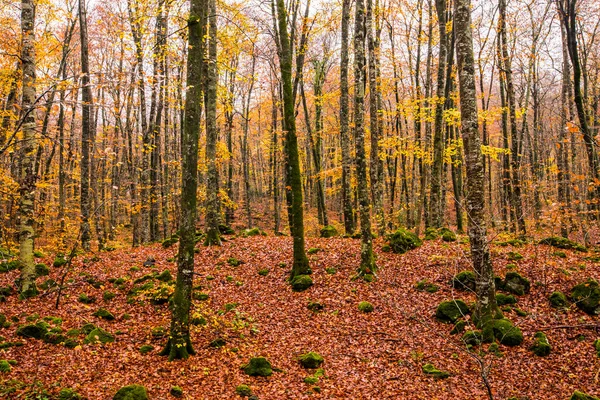 Hösten Fageda Jorda Forest Garrotxa Norra Spanien — Stockfoto