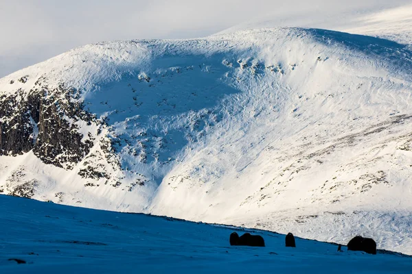 Buey Almizclero Parque Nacional Dovrefjell Sur Noruega — Foto de Stock