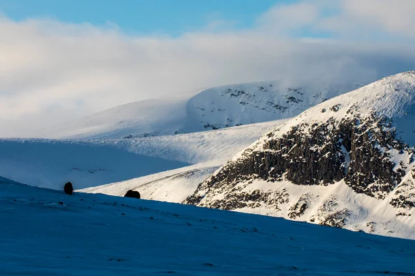 Buey Almizclero Parque Nacional Dovrefjell Sur Noruega —  Fotos de Stock