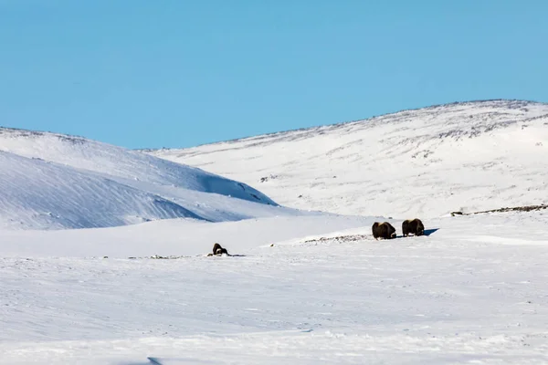 Buey Almizclero Parque Nacional Dovrefjell Sur Noruega —  Fotos de Stock