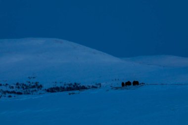 Musk Ox, Dovrefjell Ulusal Parkı, Güney Norveç.