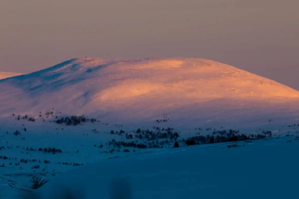 Buey Almizclero Parque Nacional Dovrefjell Sur Noruega — Foto de Stock