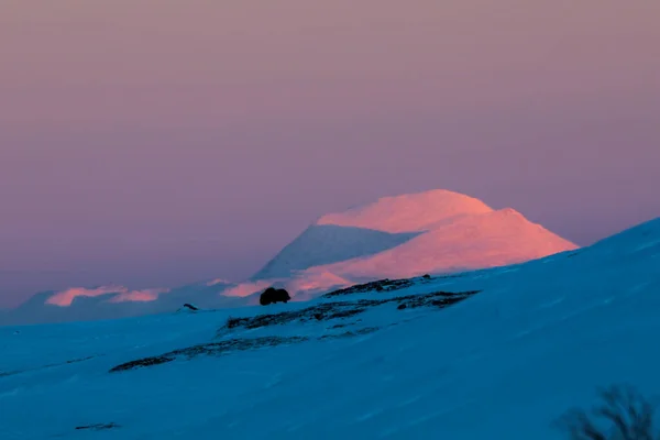 Buey Almizclero Parque Nacional Dovrefjell Sur Noruega — Foto de Stock