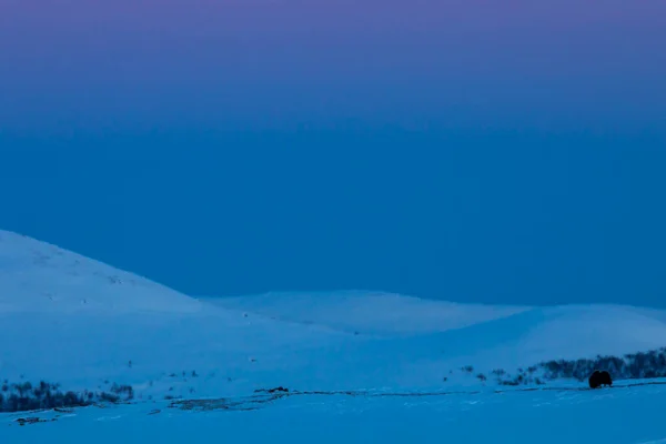 Piżmo Wołowe Parku Narodowym Dovrefjell Południowa Norwegia — Zdjęcie stockowe