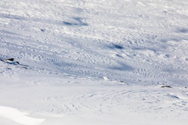 Norveç 'in güneyindeki Dovrefjell Ulusal Parkı' nda beyaz kuyruklu ptarmigan..