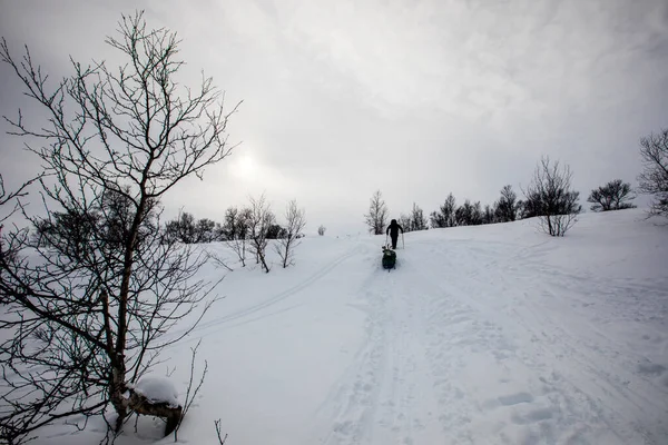 Expédition Ski Dans Parc National Dovrefjell Sud Norvège — Photo