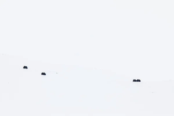 Musk Dovrefjell National Park South Norway — стокове фото