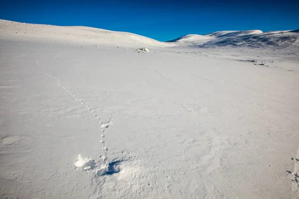 Witstaartptarmigan Dovrefjell National Park Zuid Noorwegen — Stockfoto