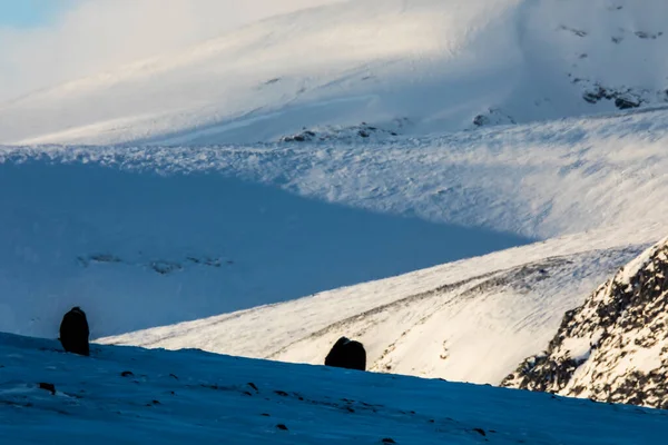 Buey Almizclero Parque Nacional Dovrefjell Sur Noruega —  Fotos de Stock