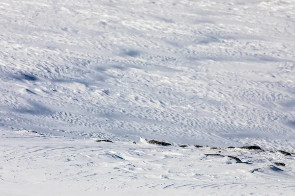 White Tailed Ptarmigan Dovrefjell National Park South Norway —  Fotos de Stock