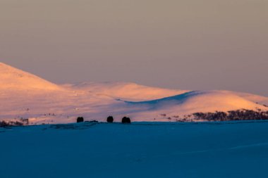 Musk Ox, Dovrefjell Ulusal Parkı, Güney Norveç.