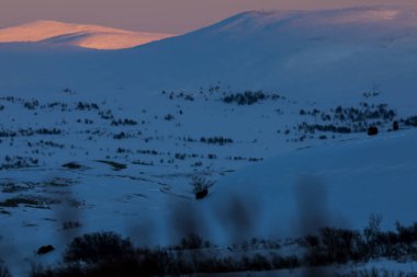 Musk Ox, Dovrefjell Ulusal Parkı, Güney Norveç.