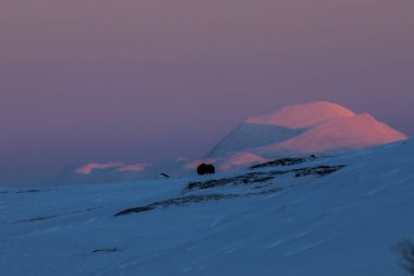 Musk Ox, Dovrefjell Ulusal Parkı, Güney Norveç.