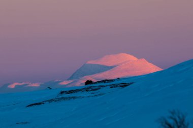 Musk Ox, Dovrefjell Ulusal Parkı, Güney Norveç.
