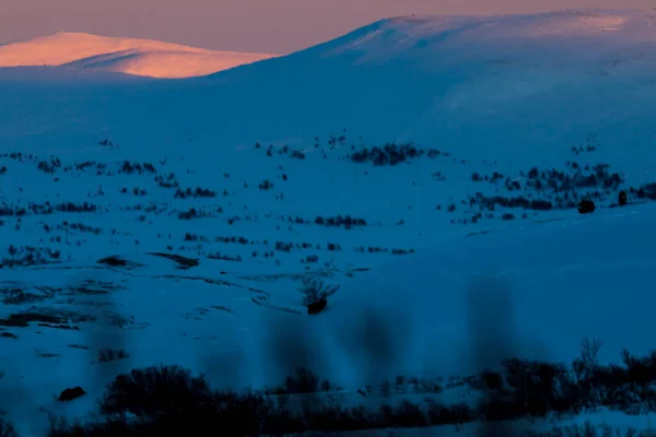 Musk Nel Parco Nazionale Dovrefjell Norvegia Meridionale — Foto Stock