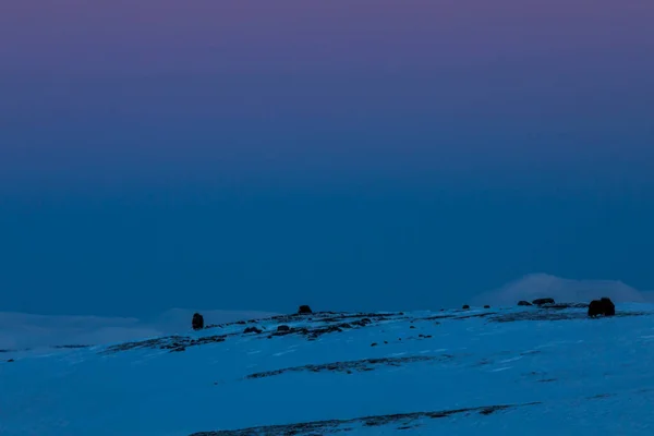 Бык Маск Национальном Парке Доврефьель Юге Норвегии — стоковое фото