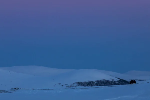 Musk Dovrefjell Nemzeti Parkban Dél Norvégia — Stock Fotó