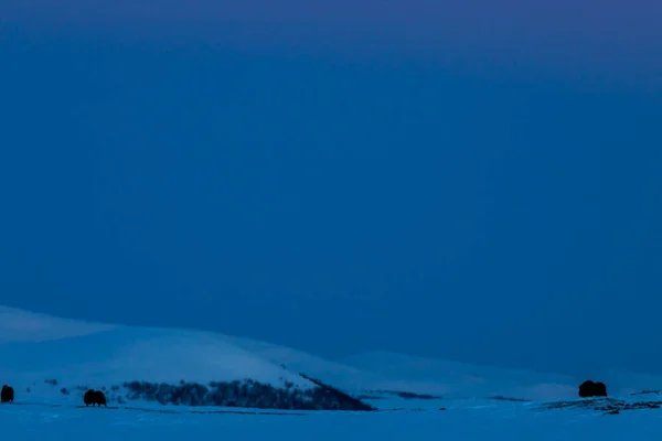 Musk Dovrefjell Nemzeti Parkban Dél Norvégia — Stock Fotó