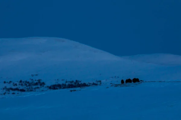 Musk Dovrefjell National Park South Norway — 图库照片