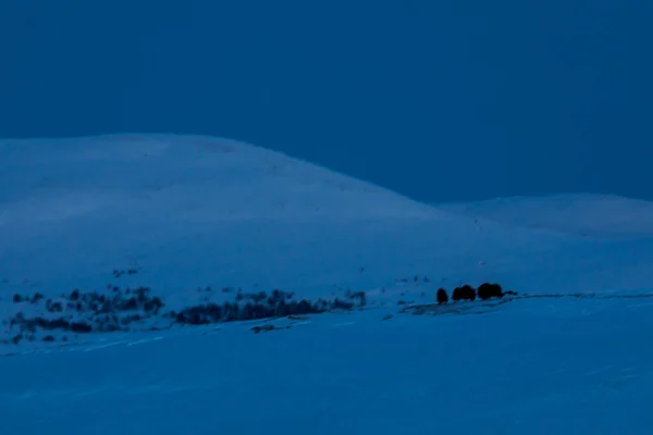 Buey Almizclero Parque Nacional Dovrefjell Sur Noruega — Foto de Stock