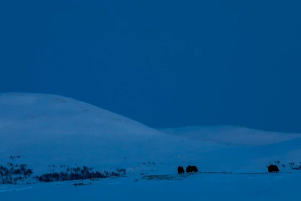 Musk Nel Parco Nazionale Dovrefjell Norvegia Meridionale — Foto Stock