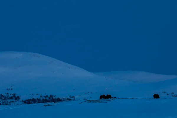 Musk Dovrefjell Nemzeti Parkban Dél Norvégia — Stock Fotó