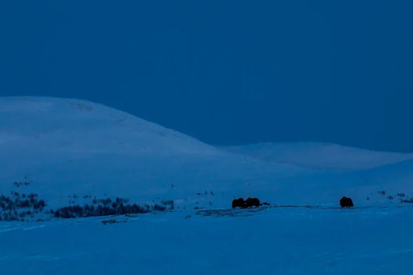 Musk Dovrefjell Nemzeti Parkban Dél Norvégia — Stock Fotó