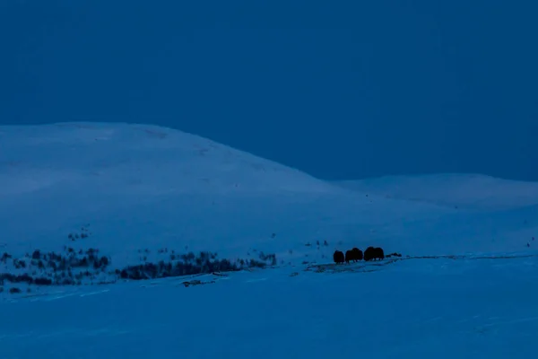 Buey Almizclero Parque Nacional Dovrefjell Sur Noruega — Foto de Stock